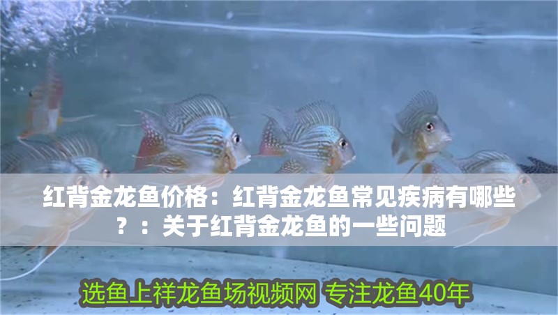 紅背金龍魚價格：紅背金龍魚常見疾病有哪些？：關于紅背金龍魚的一些問題