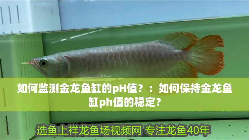 如何監測金龍魚缸的pH值？：如何保持金龍魚缸ph值的穩定？