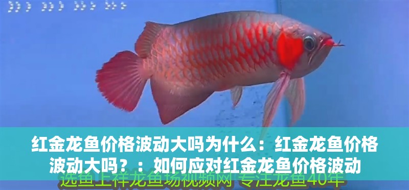 紅金龍魚價格波動大嗎為什么：紅金龍魚價格波動大嗎？：如何應(yīng)對紅金龍魚價格波動