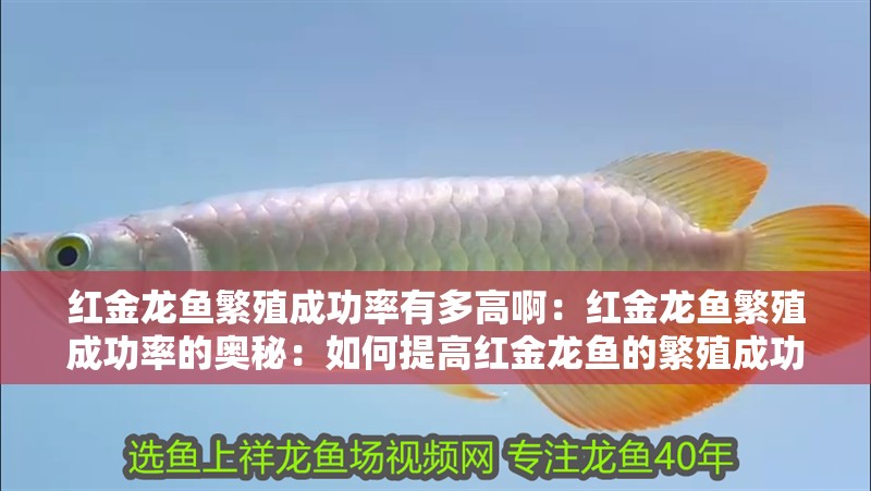 紅金龍魚(yú)繁殖成功率有多高啊：紅金龍魚(yú)繁殖成功率的奧秘：如何提高紅金龍魚(yú)的繁殖成功率