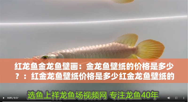 紅龍魚金龍魚壁畫：金龍魚壁紙的價格是多少？：紅金龍魚壁紙價格是多少紅金龍魚壁紙的價格是多少
