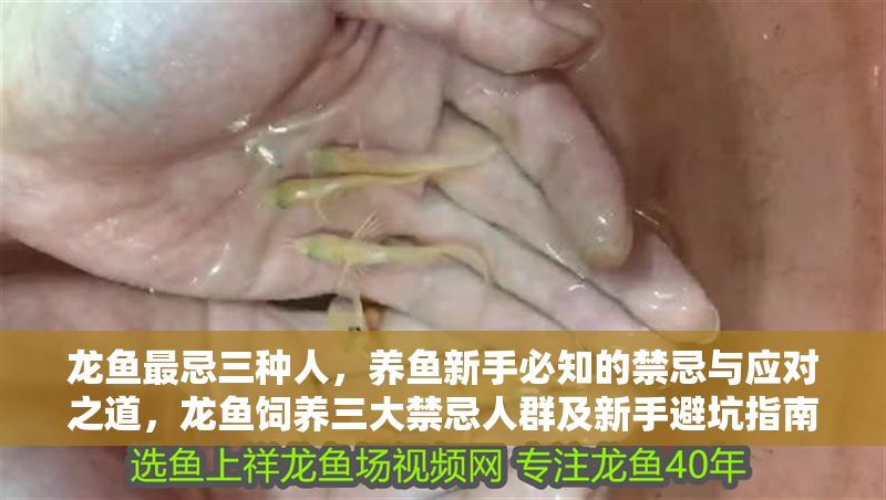 龍魚最忌三種人，養魚新手必知的禁忌與應對之道，龍魚飼養三大禁忌人群及新手避坑指南
