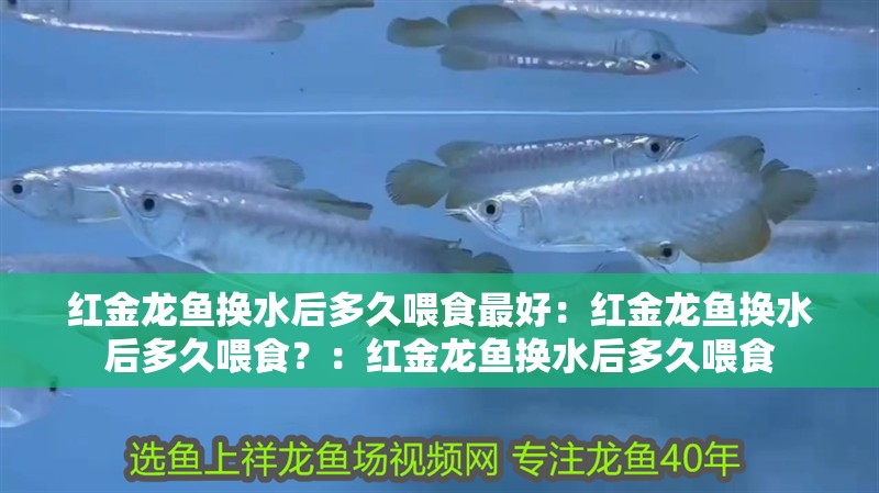 紅金龍魚換水后多久喂食最好：紅金龍魚換水后多久喂食？：紅金龍魚換水后多久喂食
