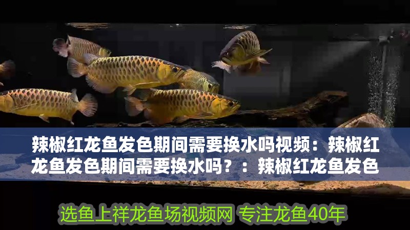 辣椒紅龍魚發色期間需要換水嗎視頻：辣椒紅龍魚發色期間需要換水嗎？：辣椒紅龍魚發色期間是否需要換水