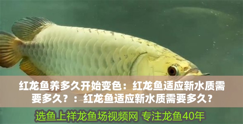 紅龍魚養多久開始變色：紅龍魚適應新水質需要多久？：紅龍魚適應新水質需要多久？