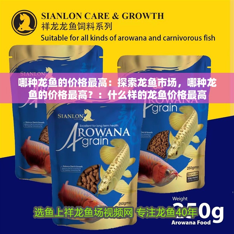 哪種龍魚的價格最高：探索龍魚市場，哪種龍魚的價格最高？：什么樣的龍魚價格最高