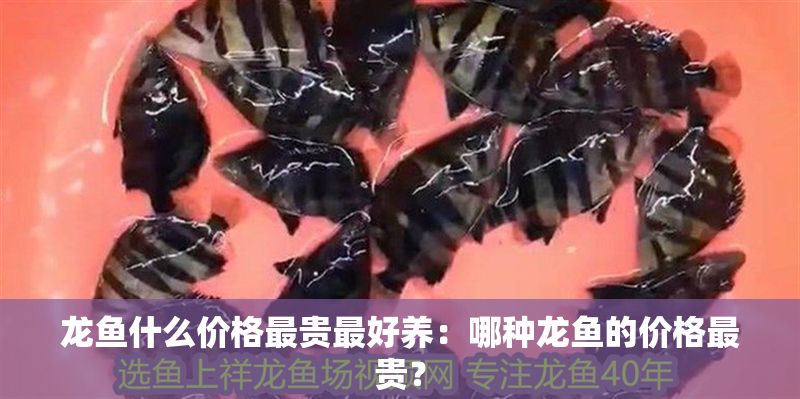 龍魚什么價格最貴最好養：哪種龍魚的價格最貴？