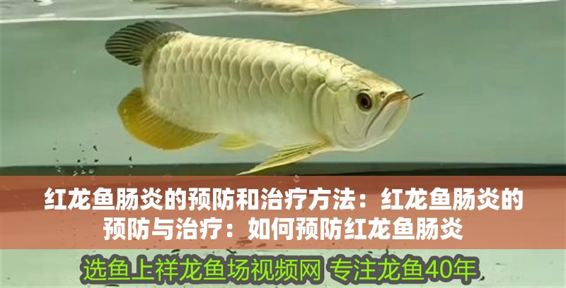 紅龍魚腸炎的預防和治療方法：紅龍魚腸炎的預防與治療：如何預防紅龍魚腸炎