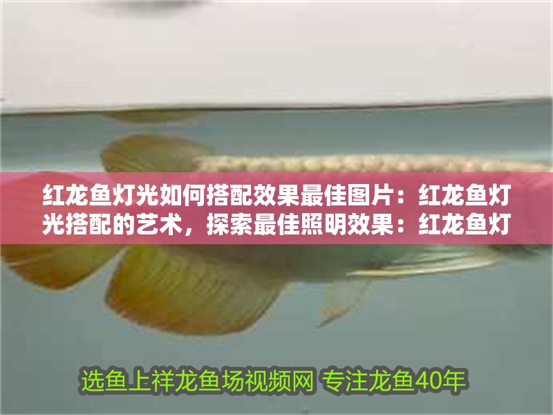 紅龍魚燈光如何搭配效果最佳圖片：紅龍魚燈光搭配的藝術，探索最佳照明效果：紅龍魚燈光搭配的藝術：紅龍魚燈光搭配的藝術：探索最佳照明效果