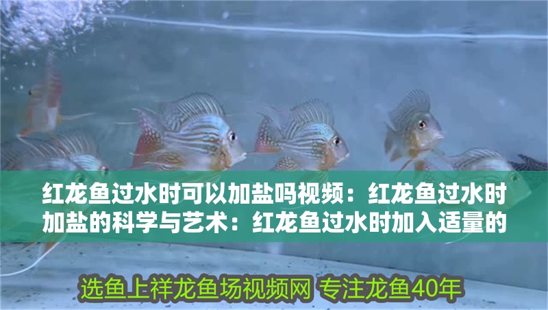 紅龍魚過水時可以加鹽嗎視頻：紅龍魚過水時加鹽的科學(xué)與藝術(shù)：紅龍魚過水時加入適量的食鹽是一種富有創(chuàng)意的做法