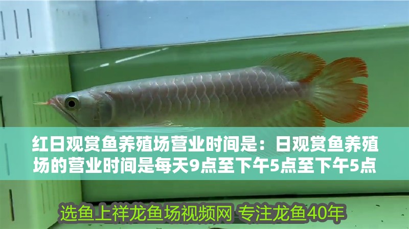 紅日觀賞魚養(yǎng)殖場營業(yè)時間是：日觀賞魚養(yǎng)殖場的營業(yè)時間是每天9點(diǎn)至下午5點(diǎn)至下午5點(diǎn)