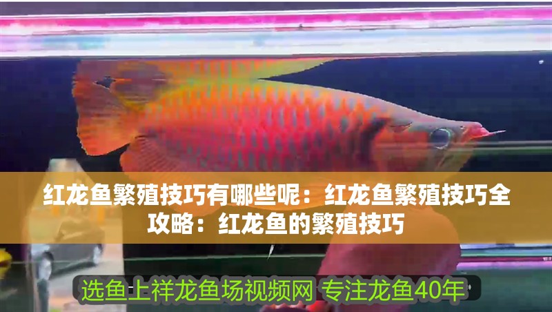紅龍魚繁殖技巧有哪些呢：紅龍魚繁殖技巧全攻略：紅龍魚的繁殖技巧