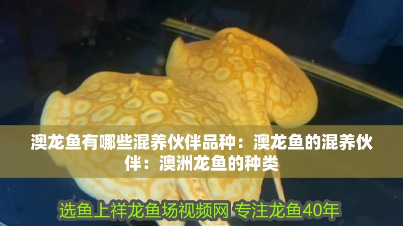 澳龍魚有哪些混養(yǎng)伙伴品種：澳龍魚的混養(yǎng)伙伴：澳洲龍魚的種類