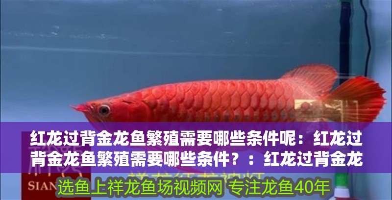 紅龍過(guò)背金龍魚(yú)繁殖需要哪些條件呢：紅龍過(guò)背金龍魚(yú)繁殖需要哪些條件？：紅龍過(guò)背金龍魚(yú)的光照條件
