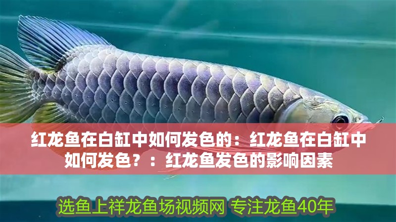 紅龍魚在白缸中如何發色的：紅龍魚在白缸中如何發色？：紅龍魚發色的影響因素
