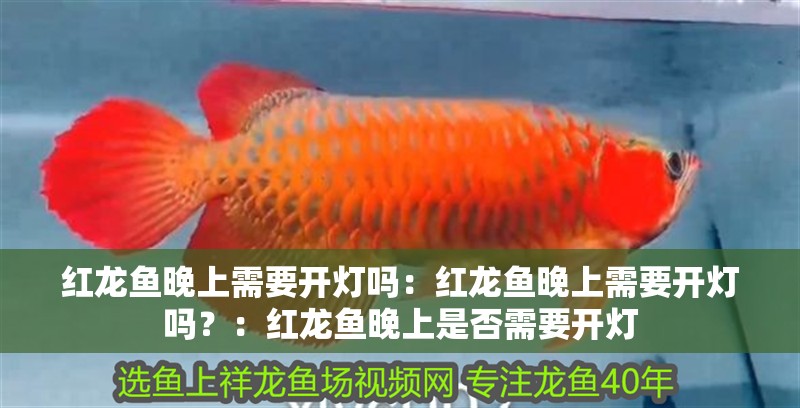 紅龍魚晚上需要開燈嗎：紅龍魚晚上需要開燈嗎？：紅龍魚晚上是否需要開燈