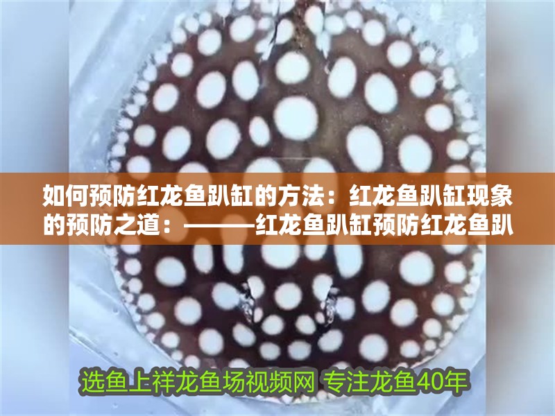 如何預防紅龍魚趴缸的方法：紅龍魚趴缸現象的預防之道：———紅龍魚趴缸預防紅龍魚趴缸的方法
