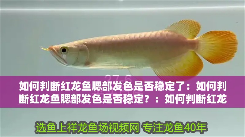 如何判斷紅龍魚腮部發(fā)色是否穩(wěn)定了：如何判斷紅龍魚腮部發(fā)色是否穩(wěn)定？：如何判斷紅龍魚的腮部發(fā)色是否穩(wěn)定