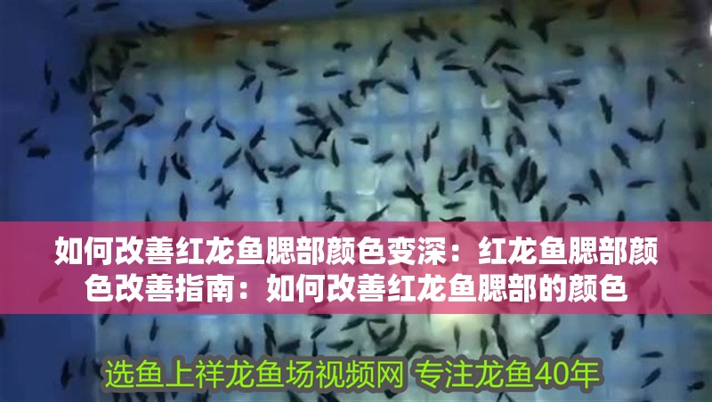 如何改善紅龍魚腮部顏色變深：紅龍魚腮部顏色改善指南：如何改善紅龍魚腮部的顏色