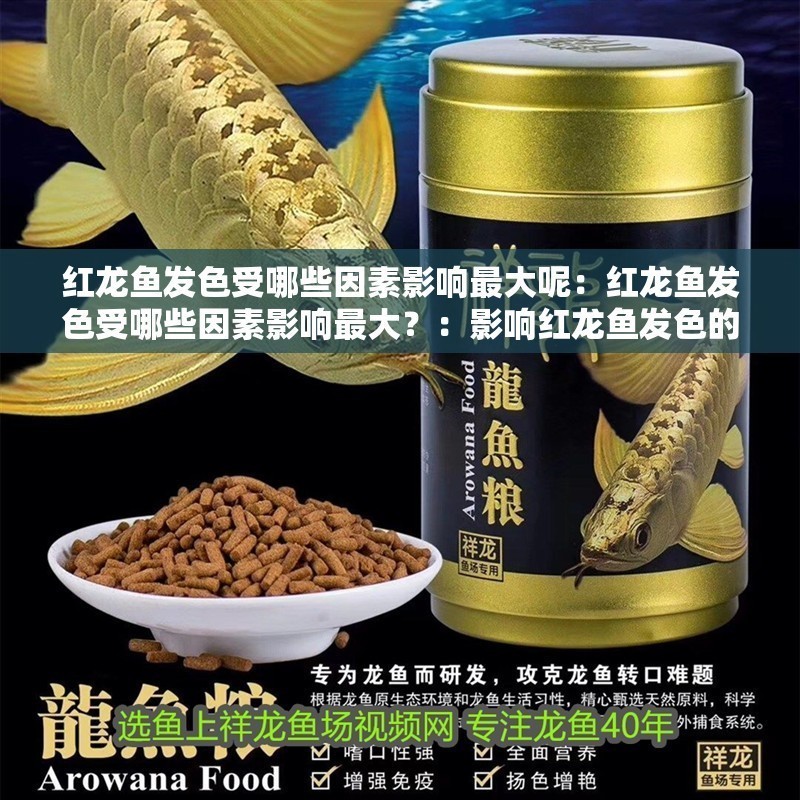 紅龍魚發色受哪些因素影響最大呢：紅龍魚發色受哪些因素影響最大？：影響紅龍魚發色的主要因素