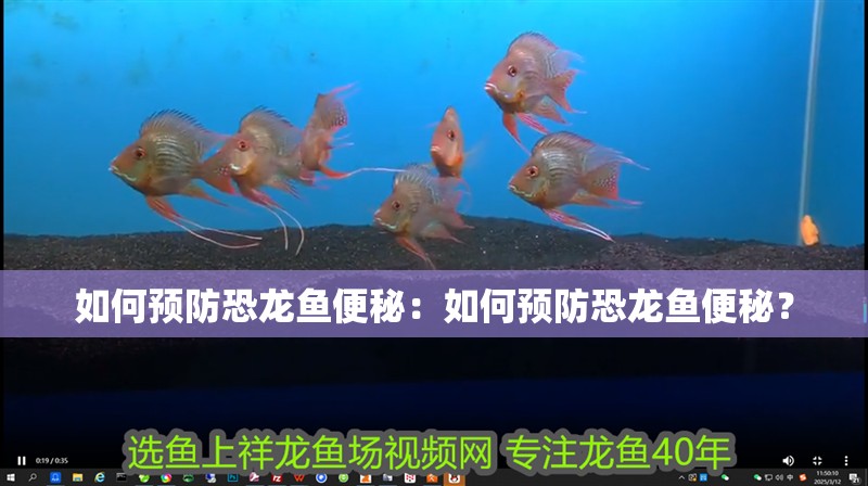 如何預防恐龍魚便秘：如何預防恐龍魚便秘？