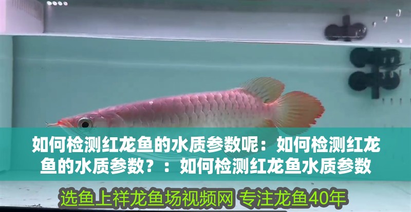 如何檢測(cè)紅龍魚(yú)的水質(zhì)參數(shù)呢：如何檢測(cè)紅龍魚(yú)的水質(zhì)參數(shù)？：如何檢測(cè)紅龍魚(yú)水質(zhì)參數(shù)