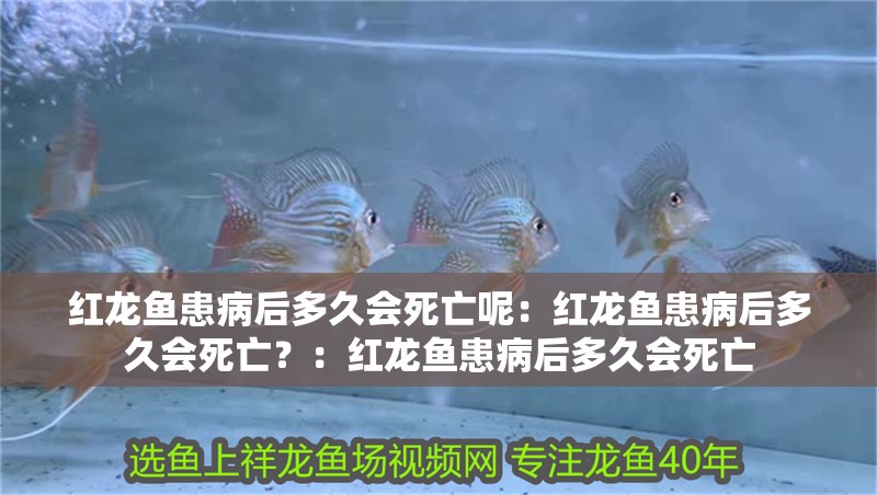 紅龍魚患病后多久會死亡呢：紅龍魚患病后多久會死亡？：紅龍魚患病后多久會死亡