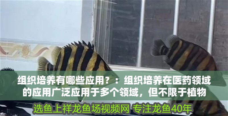 組織培養有哪些應用？：組織培養在醫藥領域的應用廣泛應用于多個領域，但不限于植物