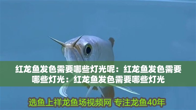 紅龍魚發色需要哪些燈光呢：紅龍魚發色需要哪些燈光：紅龍魚發色需要哪些燈光