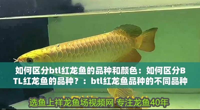 如何區(qū)分btl紅龍魚的品種和顏色：如何區(qū)分BTL紅龍魚的品種？：btl紅龍魚品種的不同品種的紅龍魚品種和鱗片的區(qū)別