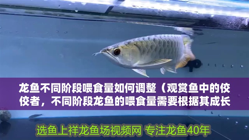 龍魚不同階段喂食量如何調整（觀賞魚中的佼佼者，不同階段龍魚的喂食量需要根據其成長速度調整） 龍魚不同階段喂食量如何調整（觀賞魚中的佼佼者，不同階段龍魚的喂食量需要根據其成長速度調整） 龍魚百科