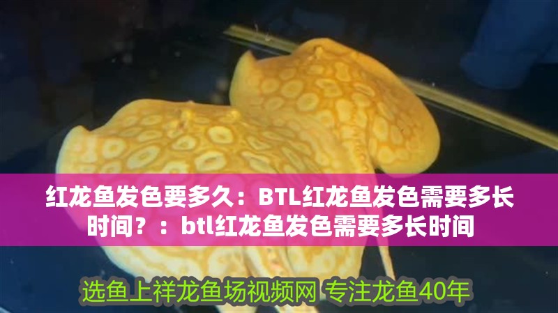 紅龍魚發色要多久：BTL紅龍魚發色需要多長時間？：btl紅龍魚發色需要多長時間