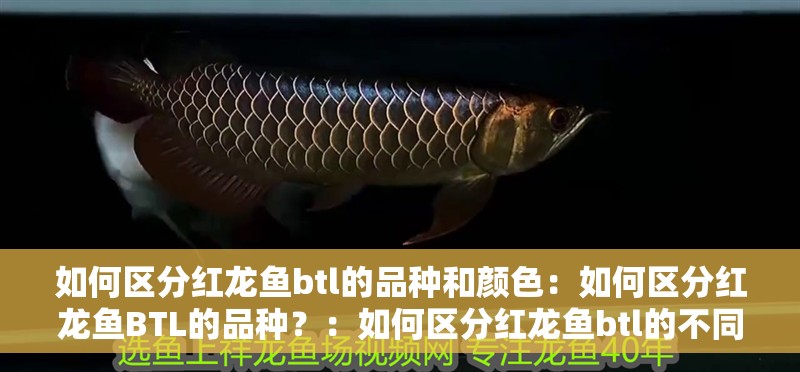 如何區分紅龍魚btl的品種和顏色：如何區分紅龍魚BTL的品種？：如何區分紅龍魚btl的不同品種
