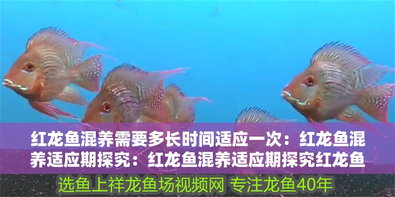 紅龍魚混養(yǎng)需要多長時間適應(yīng)一次：紅龍魚混養(yǎng)適應(yīng)期探究：紅龍魚混養(yǎng)適應(yīng)期探究紅龍魚混養(yǎng)適應(yīng)期的管理措施