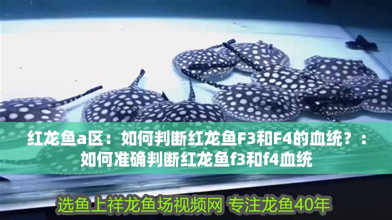 紅龍魚a區：如何判斷紅龍魚F3和F4的血統？：如何準確判斷紅龍魚f3和f4血統