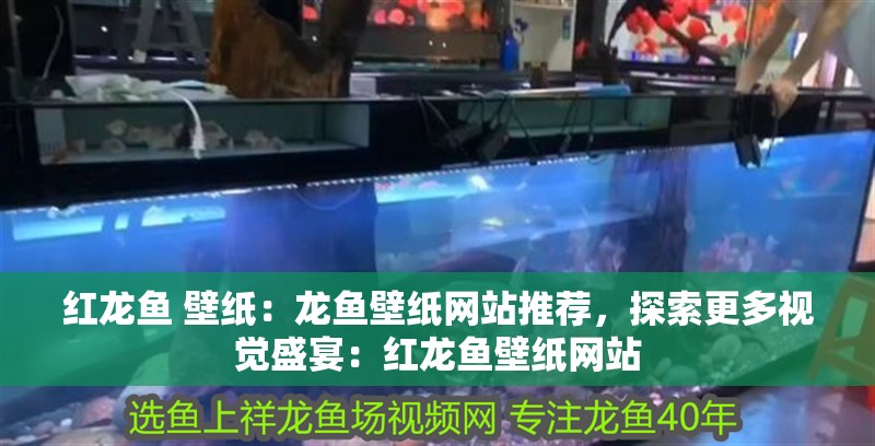 紅龍魚 壁紙：龍魚壁紙網(wǎng)站推薦，探索更多視覺盛宴：紅龍魚壁紙網(wǎng)站