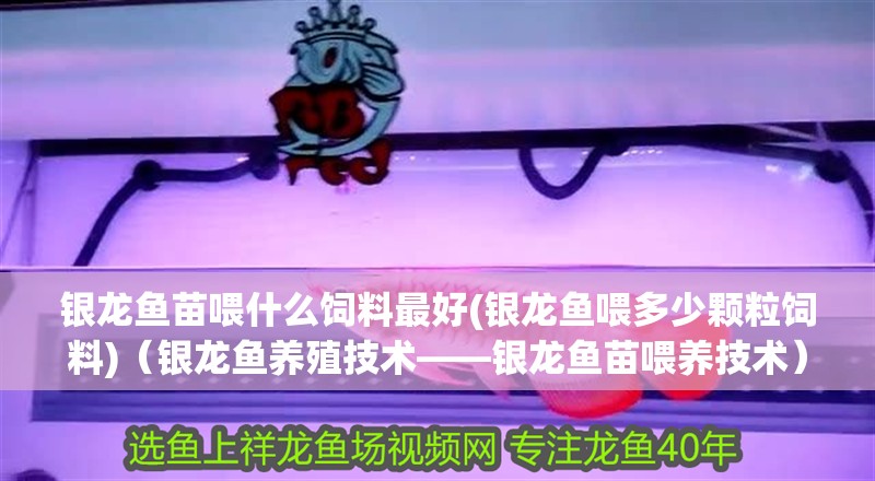 銀龍魚苗喂什么飼料最好(銀龍魚喂多少顆粒飼料)（銀龍魚養殖技術——銀龍魚苗喂養技術）