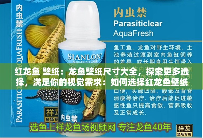 紅龍魚 壁紙：龍魚壁紙尺寸大全，探索更多選擇，滿足你的視覺需求：如何選擇紅龍魚壁紙