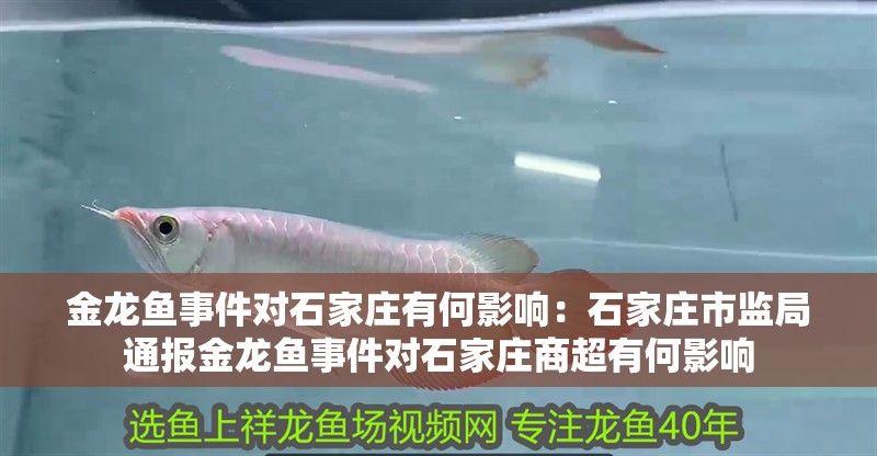 金龍魚事件對石家莊有何影響：石家莊市監局通報金龍魚事件對石家莊商超有何影響