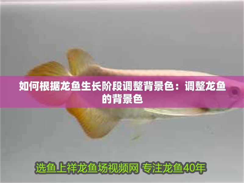 如何根據龍魚生長階段調整背景色：調整龍魚的背景色