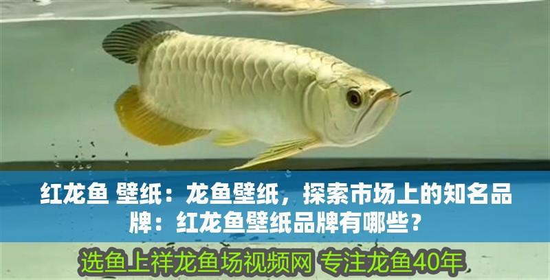 紅龍魚 壁紙：龍魚壁紙，探索市場上的知名品牌：紅龍魚壁紙品牌有哪些？