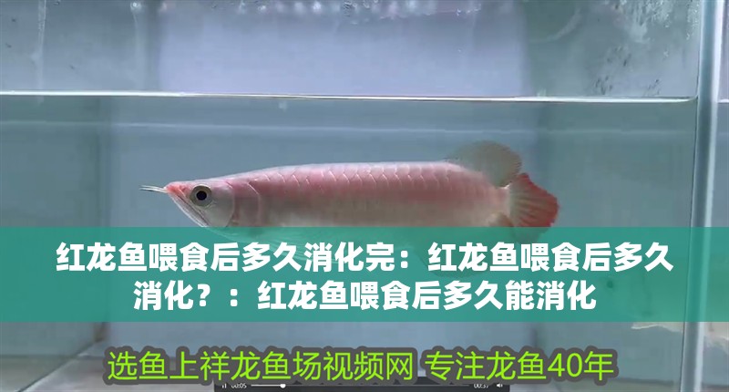 紅龍魚喂食后多久消化完：紅龍魚喂食后多久消化？：紅龍魚喂食后多久能消化