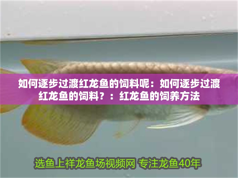 如何逐步過渡紅龍魚的飼料呢：如何逐步過渡紅龍魚的飼料？：紅龍魚的飼養(yǎng)方法