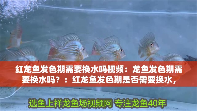 紅龍魚發(fā)色期需要換水嗎視頻：龍魚發(fā)色期需要換水嗎？：紅龍魚發(fā)色期是否需要換水，