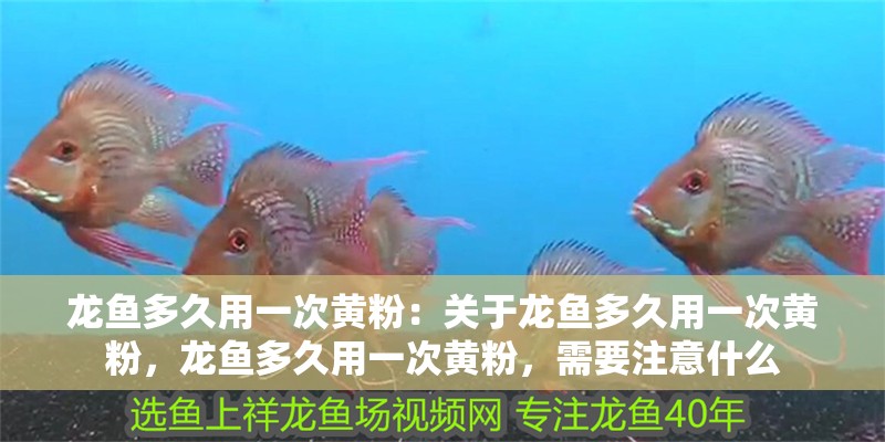 龍魚多久用一次黃粉：關于龍魚多久用一次黃粉，龍魚多久用一次黃粉，需要注意什么