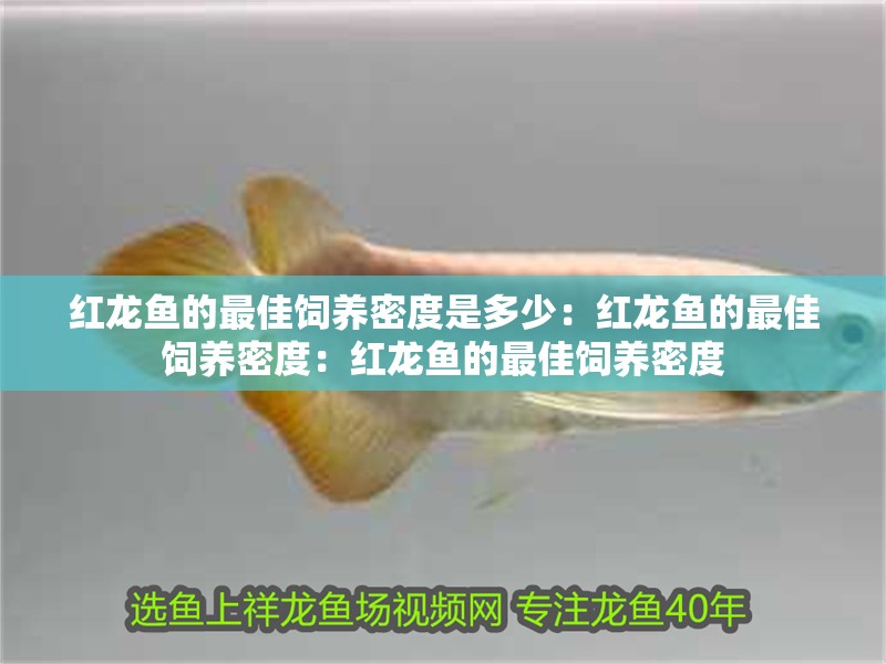 紅龍魚的最佳飼養密度是多少：紅龍魚的最佳飼養密度：紅龍魚的最佳飼養密度
