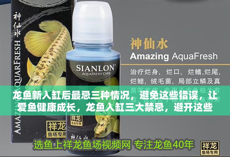龍魚新入缸后最忌三種情況，避免這些錯誤，讓愛魚健康成長，龍魚入缸三大禁忌，避開這些誤區，確保愛魚健康生長