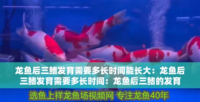龍魚后三鰭發(fā)育需要多長時間能長大：龍魚后三鰭發(fā)育需要多長時間：龍魚后三鰭的發(fā)育