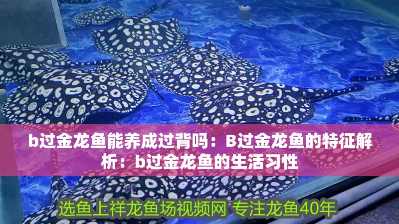 b過金龍魚能養成過背嗎：B過金龍魚的特征解析：b過金龍魚的生活習性