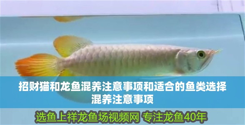招財貓和龍魚混養注意事項和適合的魚類選擇混養注意事項